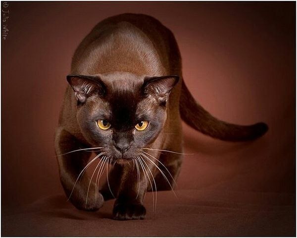 Бурманская кошка..Очень красивая.