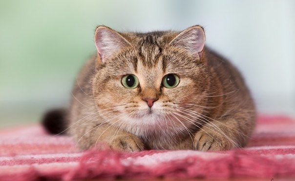 Человек весит, в среднем, в 20-30 раз больше кошки. И если в кошку кинуть тапком, это равносильно, что в человека кинуть креслом.