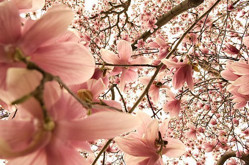 Весенний воздух наполнен нежными ароматами Любви... Вдыхайте весну и любите... Все начинается с Любви...
