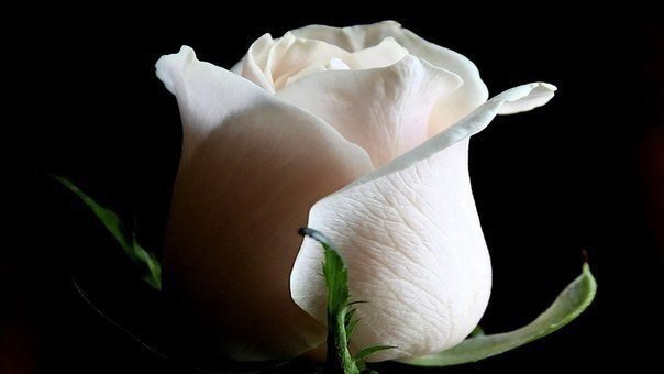 Белые розы во все времена были символом чистоты. Их дарят в честь искренней любви, такой же чистой, как белая пелена первого снега. Белые розы — совершенная противоположность красных, которые дарят, выражая свою страсть и безумные жаркие чувства. Белая роза является символом вечной любви, более чистой, сильной и крепкой, чем все земные чувства, в том числе и страсть.