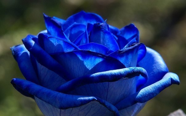 Существуют синие и голубые розы.