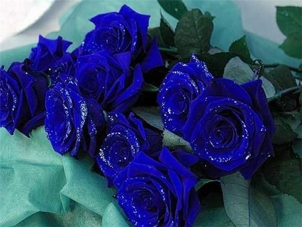 ... букет синих роз