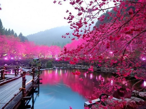 Озеро Цветущей Вишни в Японии!