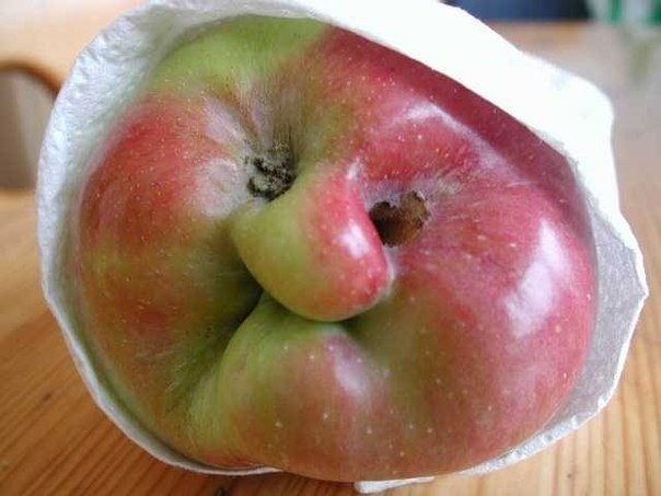 Яблоко - бабушка.