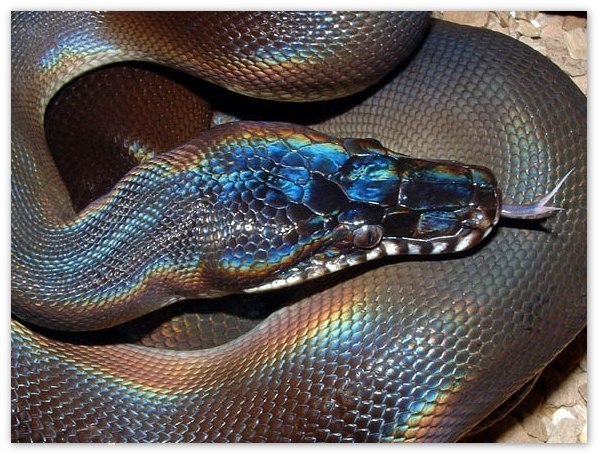 Очаровательная голографическая змея. Само совершенство!