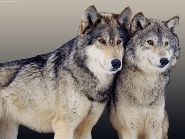 Волк никогда не бросит свою любимую волчицу, ради доступной собаки.