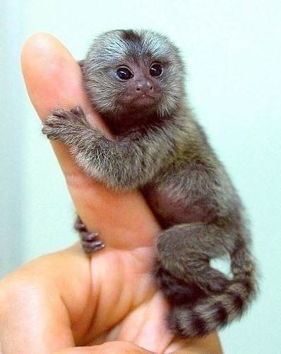 Мармозетка - самая маленькая в мире обезьянка, длина её тела около 12см + 15см длина хвоста.
