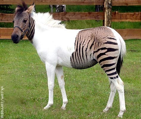 В Германии родилась зебра-лошадь.