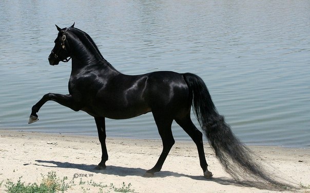 Арабский чистокровый конь.