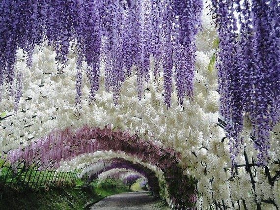 Тоннель цветов в японском саду Кавати Фудзи