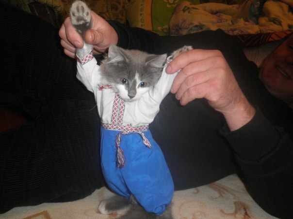 Типичный украинский кот!..