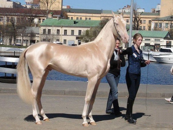 Очень красивая лошадь.