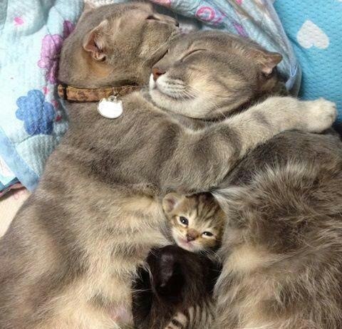 Счастливая семья