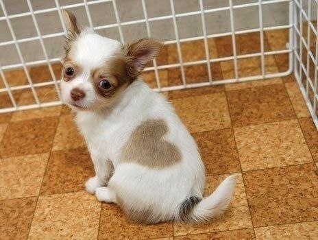 В Японии живет щенок Чихуа-Хуа с сердечком на боку! :)