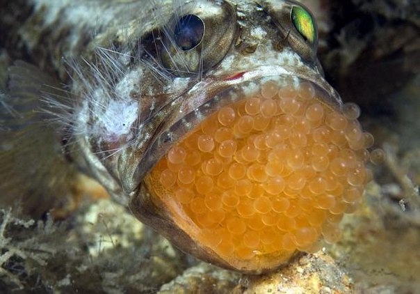 Самец рыбы Джоуфиш (Jawfish) "выгуливает" своё будущее, многочисленное потомство.