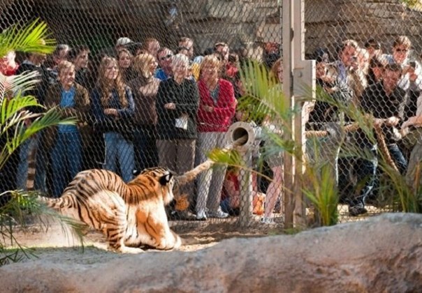 В американском зоопарке можно помериться силой с бенгальским тигром.