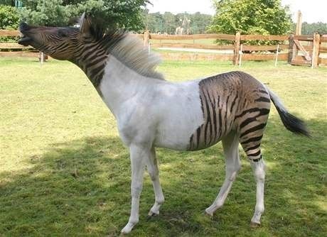 В немецком сафари-парке живёт Зорс , который получился в результате скрещивания лошади и зебры.
