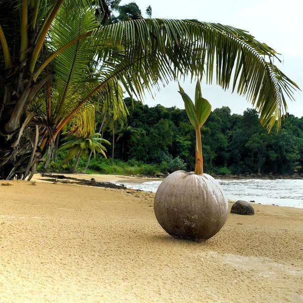 Вот так прорастают кокосы.