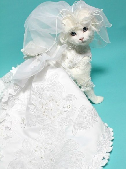 Кошка-невеста=)