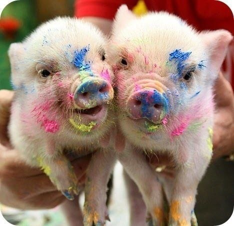 Ну как можно быть,такими милыми свиньями...?!)