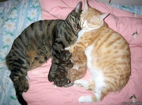 Счастливая кошачья семья.