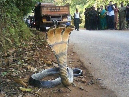 В Индии найдена трёхголовая змея..