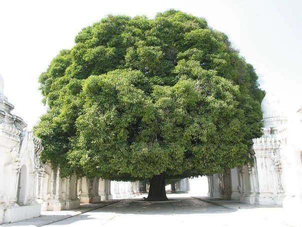 Очень красивое дерево!.