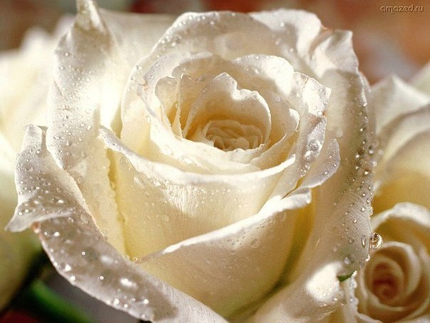 Белая роза является символом вечной любви, более чистой, сильной и крепкой, чем все земные чувства !