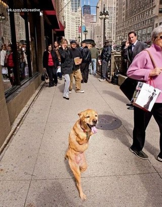 Эта собака родилась без передних лап. Но научилась ходить как человек на задних..
