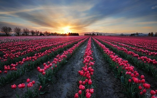 Предзакатные поля тюльпанов, Нидерланды...