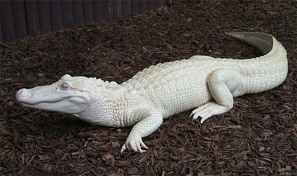 Крокодил альбинос...