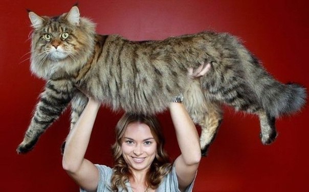 Самый большой кот в мире! =)