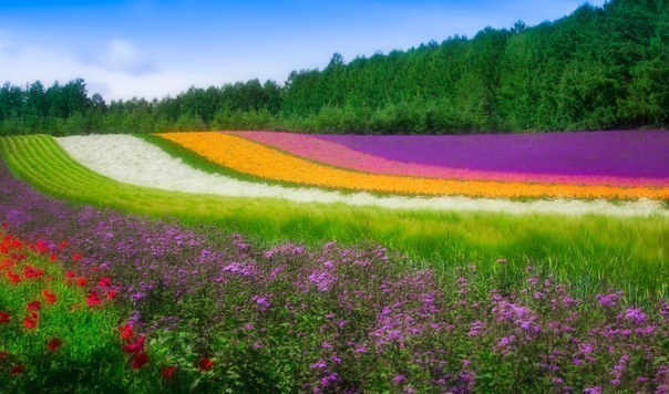 Цветочное поле :).