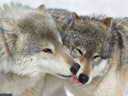 Влюбленный волк уже не хищник, влюбленный волк уже пушистик ...))