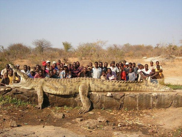 Самый большой крокодил! :D.