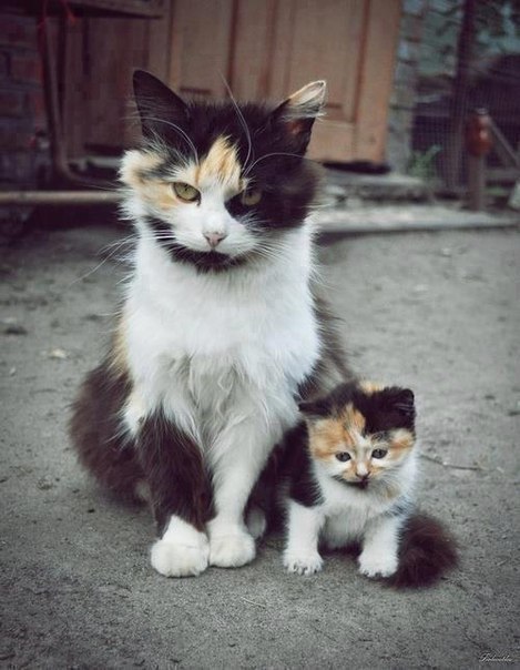 Мать с дочкой :)