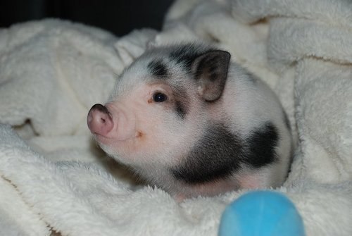 Ну как можно быть такой милой свиньей?!)))
