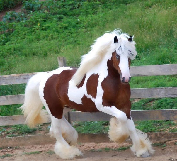 Очень красивая лошадь.