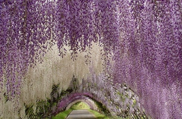 Сад цветов Кавати Фужи. Китакюшу, Япония