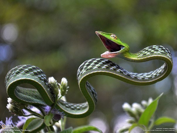 Одна из самых красивых змей — ядовитая змея, найденная в Индии...