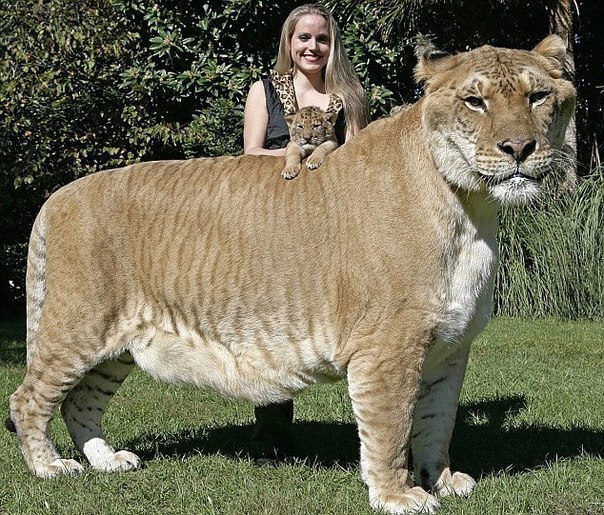 Самая крупная большая кошка на Земле - Лигр. Это гибрид, потомок льва и тигрицы. Внешне лигр схож с гигантским вымершим пещерным львом. Один из самых крупных в мире лигров – Геркулес из Майами...