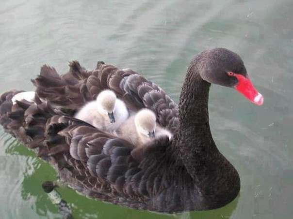 Черные лебеди - редкие птицы. Они образуют только одну пару за всю жизнь и являются очень заботливыми родителями...