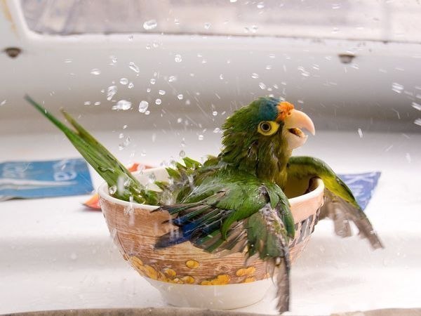 Попугай принимает ванну.