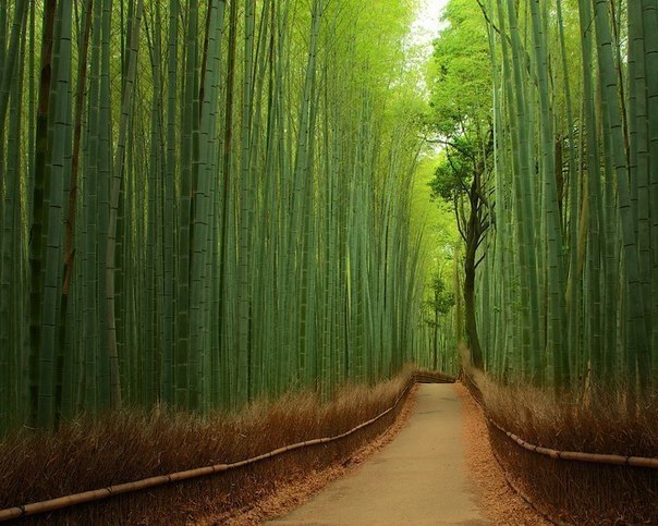 Бамбуковый лес, Япония.