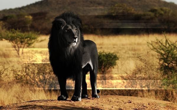Редкий чёрный лев.