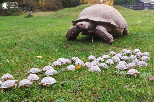 Гигантская черепаха и 45 ее детенышей в зоопарке Линтон, графство Кембриджшир, Англия