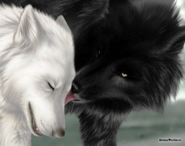 Волк, не кобель. Волк либо один, либо с одной волчицей и навсегда..