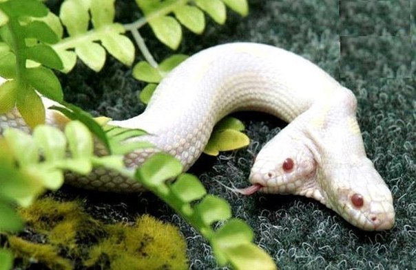 Двухголовая змея-альбинос.