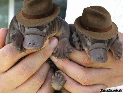 Маленькие утконосы в шляпах.