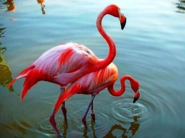 Фламинго! Красивые=)